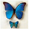 Pereira Sandra 🦋 的头像