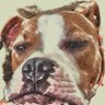 wvdawg's profile picture