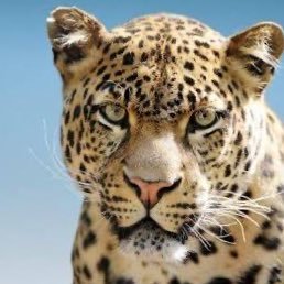 Son of Congo, NGO 🇺🇸🇨🇩 🐆's profile picture