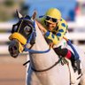 ذرب التمياط 🐎's profile picture