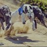 Premium Puppies's profile picture