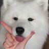 𐔌 นอผอ ֯ ☘︎ 的头像