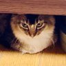Papee🐕🇯🇵's profile picture