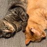 Helloにゃんこ🐈🐈‍⬛ 的头像