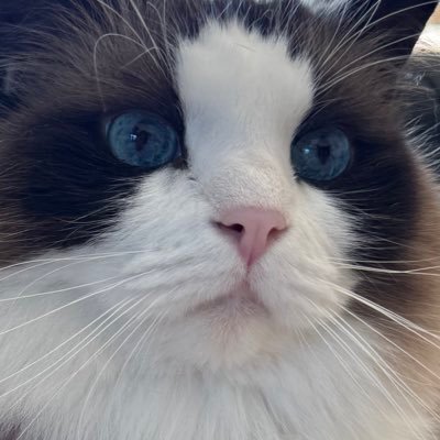 mini_mimini97's profile picture