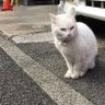 Profilbild von nekotomo