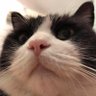 lanche's profile picture