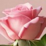 アーモンド profil fotoğrafı