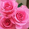 Фото профиля ALAUDA=ユリウス