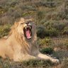 𝗠𝗔𝗡𝗗𝗘 𝗗𝗝𝗔𝗥𝗔 🦁 profil fotoğrafı