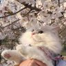 Milka's profile picture