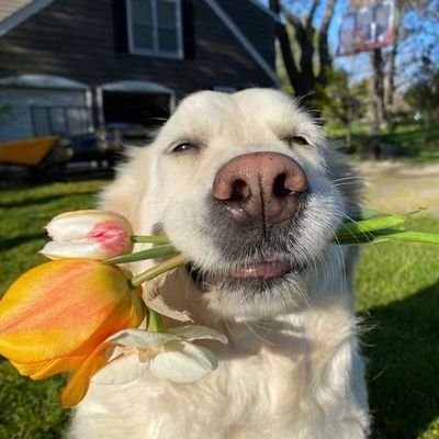 tuzi123666's profile picture