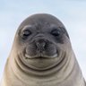 アザラシ編集長 profil fotoğrafı