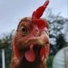 Dave Donnellan's profile picture