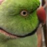 Profilbild von Raghu