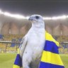 بوعايد💛💙 的头像