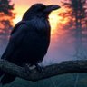 カラス大好き🇯🇵's profile picture