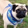 Desa Veterinarka's profile picture