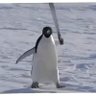 🐔 PingüiRiver🐔 profil fotoğrafı