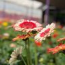 Фото профиля nonimusme