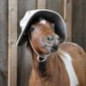 raymond noodle's profile picture