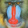 Фото профиля Baboon Rage