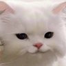 🐈⬛ ྀི 的头像