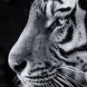 well-done profil fotoğrafı