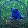 Frogalia - Frog's Wave's profile picture
