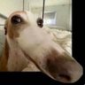 Paulo Porronca's profile picture