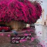 محمد عبيدة profil fotoğrafı