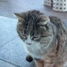 miao profil fotoğrafı