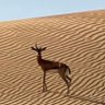 Profilbild von الهنوف آل علي