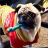 Фото профиля Pugz4Life