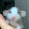 Iggy 的头像