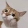 doggoroni's profile picture