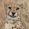 qijiantao's profile picture