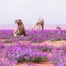 رآع الشقحآء 🐪 profil fotoğrafı
