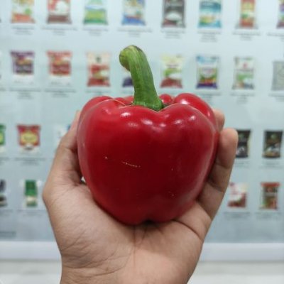 rahmanda__'s profile picture