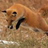 Фото профиля skyfox