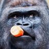 Фото профиля ゴリラになりたい夕闇アカネです🦍