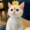 Profilbild von Billiam 👑