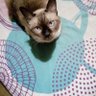 SIEMPRE MABY💛 profil fotoğrafı