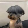 Dog Lee 的头像