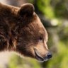 Suomenkarhu911's profile picture