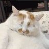 cats's profile picture
