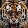 juan lucas's profile picture