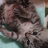 ねずこ's profile picture