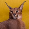 Pumba's profile picture
