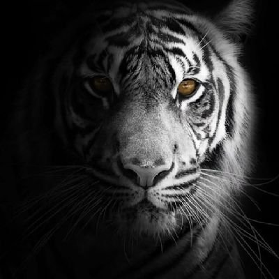 Tiger's profile picture